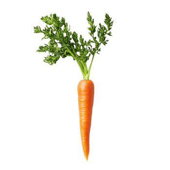 Carrot on a transparent background png