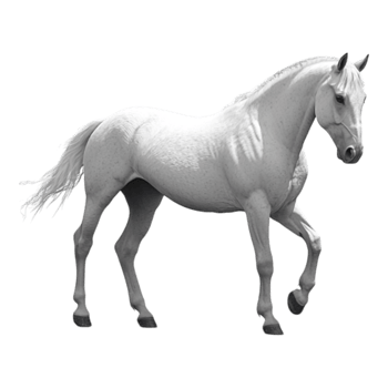 Rearing Horse Isolated Against Transparent Background png