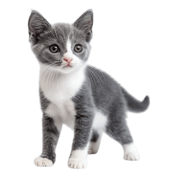 Portrait of a gray and white kitten with a playful stance on a transparent background png