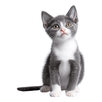 Portrait of a gray and white kitten with a playful stance on a transparent background png