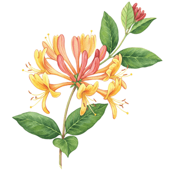 Vibrant honeysuckle bloom botanical study transparent background nature close-up floral design png