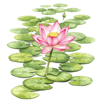 Elegant lotus flower floating on lily pads nature scene transparent background serene water environment vibrant viewpoint png
