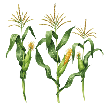 Vibrant corn plants with transparent background nature illustration garden detailed close-up agriculture concept png