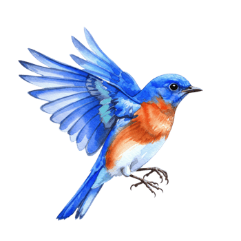 Vibrant bluebird in flight wildlife sanctuary digital illustration transparent background nature view artistic concept png