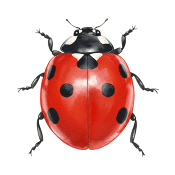 Ladybug on a transparent background nature illustration macro view colorful insect art for kids png