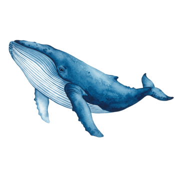 Majestic whale encounter ocean depths art illustration marine habitat side view transparent background for stunning visuals png