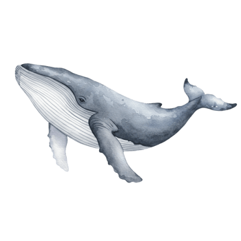 Majestic blue whale swimming gracefully ocean depths illustration with transparent background serene environment artistic viewpoint png