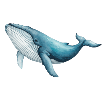Whale illustration ocean digital art marine environment side view transparent background png