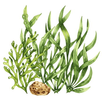 Vibrant watercolor seaweed illustration transparent background botanical art nature close-up marine life png