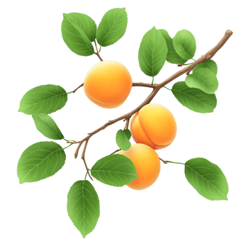 Apricots Branch with Lush Green Leaves over Transparent Background for Nature Designs, Fruit Illustrations, or Culinary Concepts png