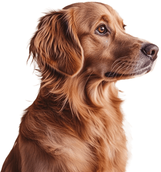 Portrait of a golden retriever dog with detailed fur texture and soft lighting isolated on transparent background png