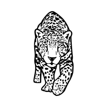 a black and white drawing of a jaguar walking vector
