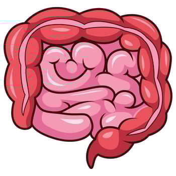 Cartoon human intestines organ on white background vector