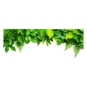 Lush Green Tropical Foliage Background for Natural Aesthetic png