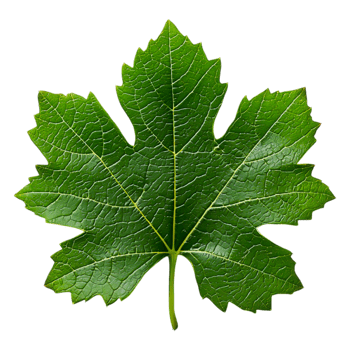 Fresh Green Maple Leaf Isolated on for Nature Use png