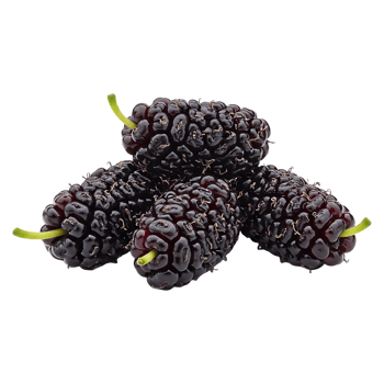 Mulberries Cluster Freshly Picked png