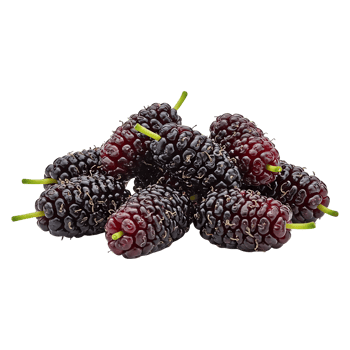 Fresh Mulberries Soft Pile png