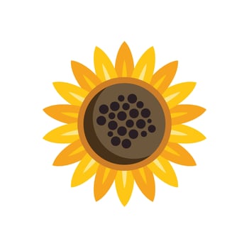 Sunflower blooming with bright yellow petals and dark seeds vector