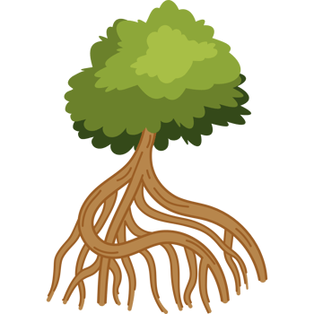 mangrove tree with large roots png