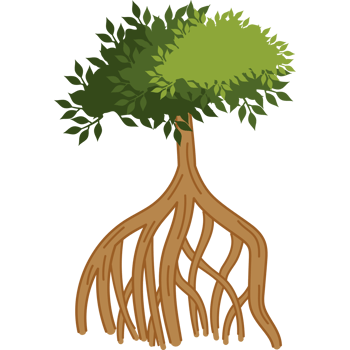mangrove tree green foliage png