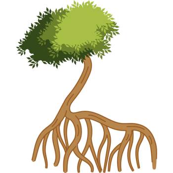 mangrove tree rooted with green leaves png