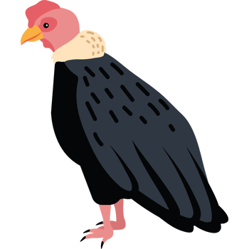 andean condor bird cartoon png