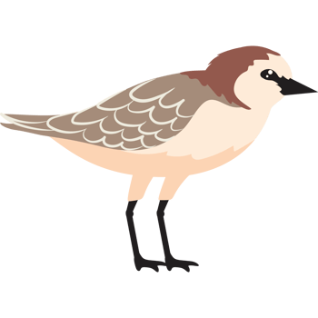 cute charadrius alexandrinus png