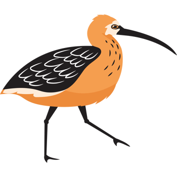ibis species of bird png