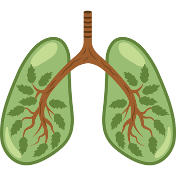 clean air green human lungs png