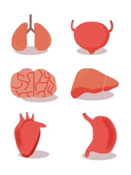 Human organs set. png