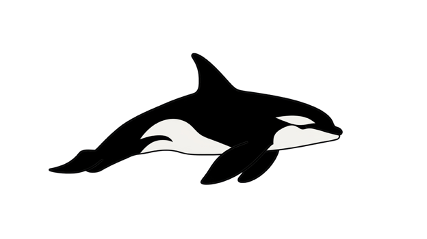 A stylized illustration of a killer whale swimming png