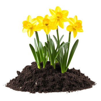 Yellow Daffodils Blooming in Rich Dark Soil png