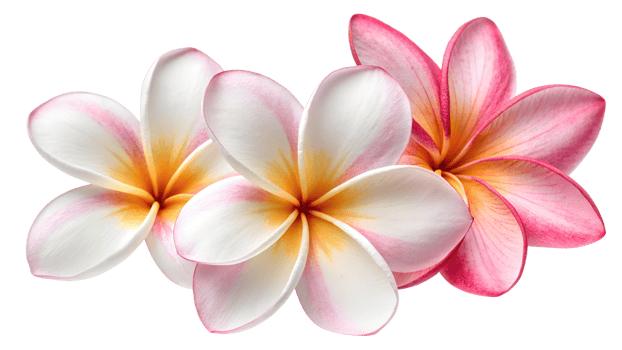Three Plumeria Blossoms png