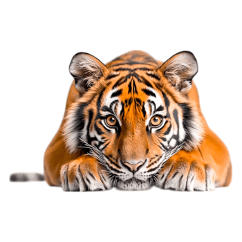 Majestic Tiger Lying in Ambush with Intense Gaze and Striking Colors png