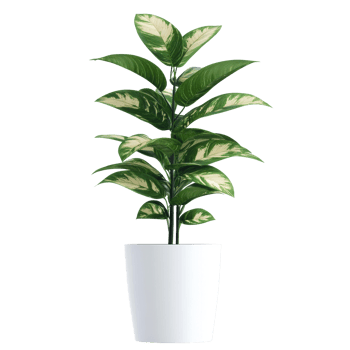 Variegated Dieffenbachia Plant in a White Pot png