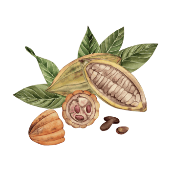 Detailed watercolor illustration of cocoa fruits, open pods with beans and green leaves. Natural shades of brown, green and orange. For chocolate packaging, coffee brands, confectionery, textiles. png