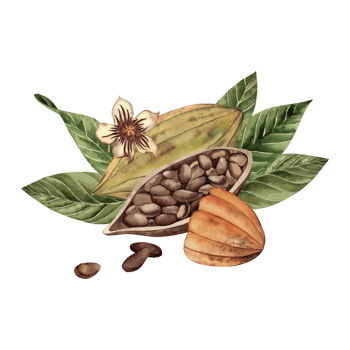 Whole and cut cocoa fruits lie on green leaves of cocoa tree. Composition with beans, flower and grains is hand-drawn with watercolor in botanical style. For cafe, restaurant, textile, packaging. png