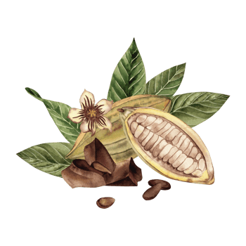 Watercolor illustration of an open cocoa fruit with beans, green leaves, cocoa flower and chocolate pieces. Shades of brown and green. High quality image for print and digital projects. png