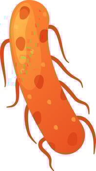 Salmonella enterica bacteria, a common foodborne pathogen, displays its flagella used for movement and pili for adhesion, highlighting its role in causing infections vector