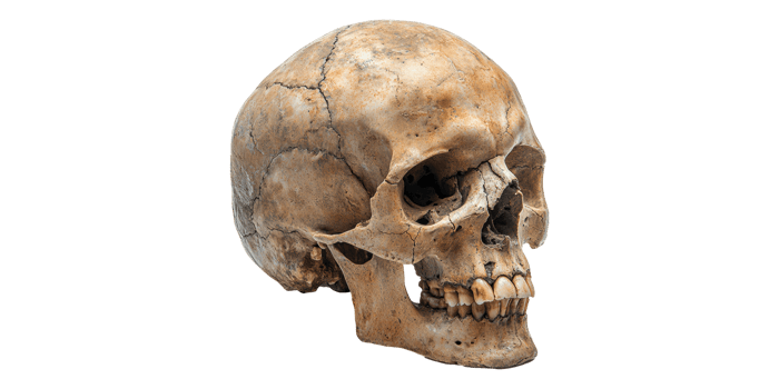 Human skull cranium anatomy isolated on transparent background png
