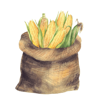 Sack of corn. Canvas or Jute bag, burlap sack with harvested maize cobs, fresh ripe grains food storage Watercolor realistic hand painted illustration for farmer product label Isolated from background png