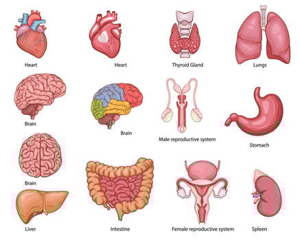 Human internal organs. Anatomical Illustration. Science, medicine, biology education. Anatomical structure for medical info learning vector