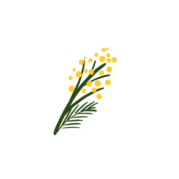 Hand drawn illustration with spring first blooming flower yellow mimosa, leaves. Good for print, poster, card or banner. png