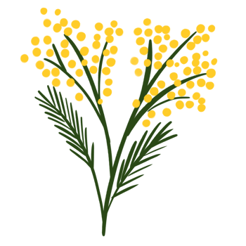 First spring blooming flower yellow mimosa with leaves. Hand drawn illustration, good for print, poster, card or banner. png
