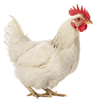Leghorn chicken display animal photography studio setting close-up poultry concept png