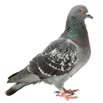 Pigeon urban environment animal photography minimalist aesthetic side view symbol of freedom png