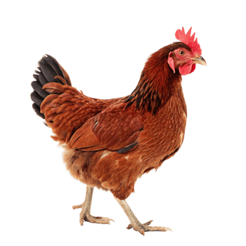Vibrant rhode island red chicken animal photography studio setting close-up view wildlife concept png
