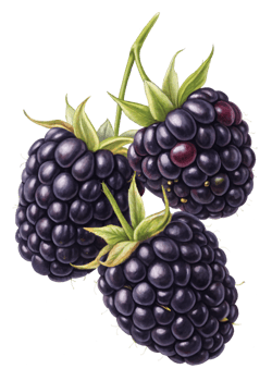 A cluster of blackberries with a deep purple-black hue and a glossy sheen. png