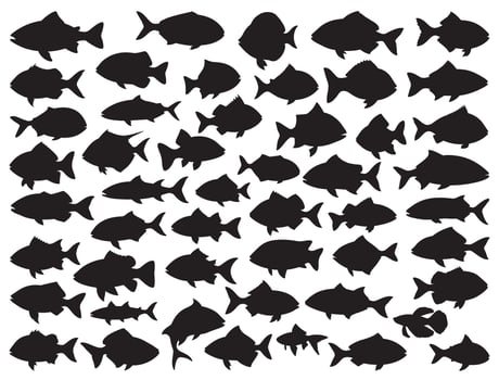 Fishes silhouette white background vector