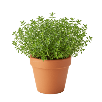 Growing thyme a step-by-step guide to cultivating herbs indoors home garden plant care cozy environment close-up view sustainability png